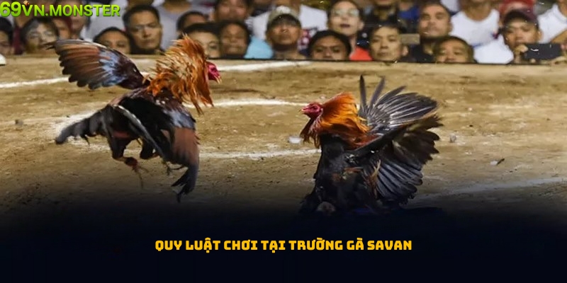 Quy luật tham gia cá cược tại trường gà Savan