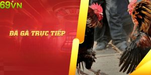 Đá gà trực tiếp