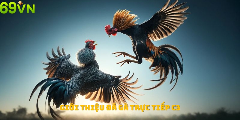 Giới thiệu loại hình đá gà trực tiếp C3