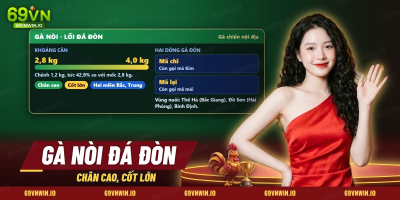 Thông tin gà nòi đá đòn gồm khoảng cân, hai dòng gà và các vùng nuôi nổi tiếng